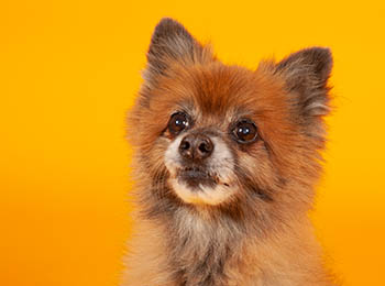 pet portraits stockport