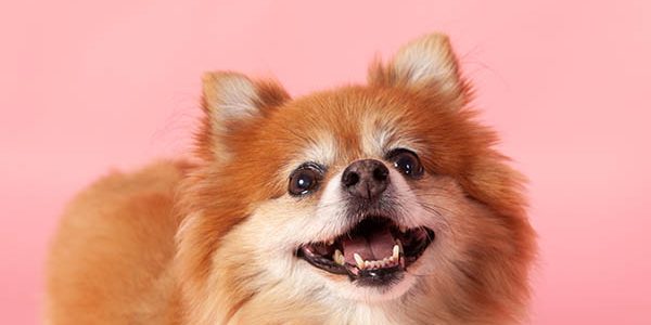 animal photoshoot stockport animal photoshoot stockport