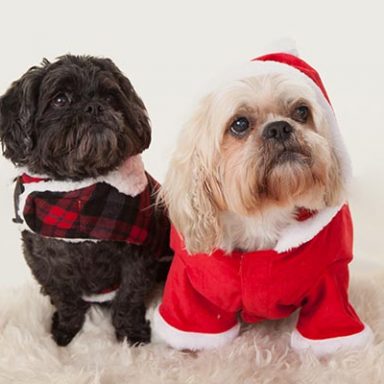 dog portrait photos stockport