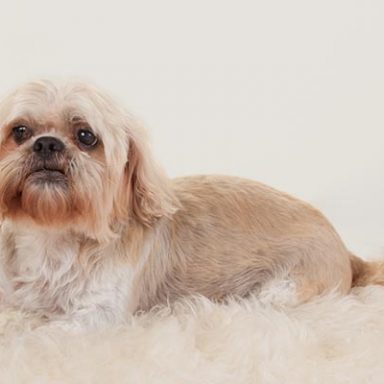 dog portrait photography stockport